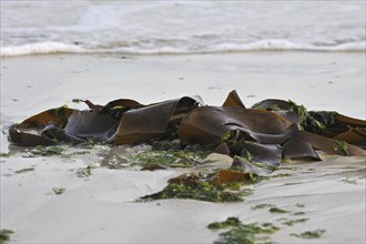 Kelp (Laminariales) fronds washed ashore on beach, Brittany, France, Europe