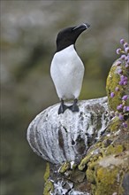 Razorbill (Alca torda) resting in cliff face at the Fowlsheugh RSPB reserve, Scotland, UK