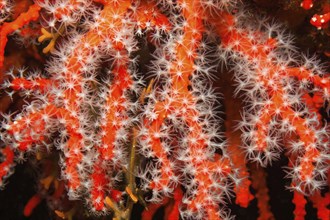 White polyps of red coral (Corallium rubrum) filter plankton from seawater, Mediterranean Sea,