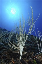 Backlight image of white gorgonian (Eunicella singularis) horn coral, Mediterranean Sea