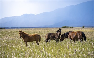 Four horses running free in a flowering meadow with mountains in the background, Yssykköl,