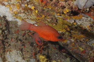 Cardinalfish (Apogon imberbis) in the Mediterranean Sea near Hyères. Dive site Giens Peninsula,