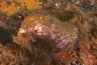 Triton horn (Charonia lampas lampas) in the Mediterranean Sea near Hyères. Dive site Giens