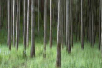 Tree trunks, forest, wipe-clean image, Swabian Alb, Baden-Württemberg, Germany, Europe