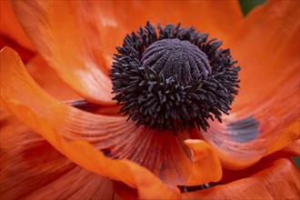 Turkish poppy (Papaver orientale), flower with stamens and pistil, Baden-Württemberg, Germany,