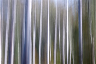 Autumnal forest, alienation through long exposure, Germany, Europe