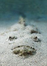 Reef stonefish (Synanceia verrucosa), from front, lying camouflaged buried in sandy bottom, lurking