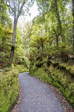 Lake Matheson Trail, New Zealand, Oceania