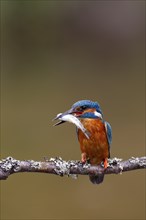 Common kingfisher (Alcedo atthis) adult bird with a fish in its beak, Norfolk, England, United