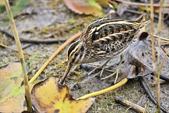 Jack snipe (Lymnocryptes minimus), foraging, Switzerland, Europe