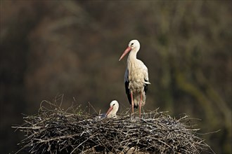 White stork (Ciconia ciconia), pair sitting on eyrie, Switzerland, Europe