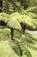 Giant fern leaves with shadows in the jungle. Malaysia