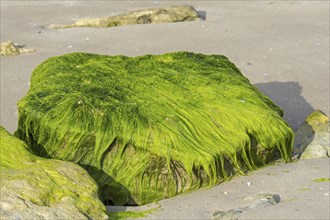 Lumps of Enteromorpha spec., Ulva spec., green alga species of gutweed (Ulvaceae) growing on rock