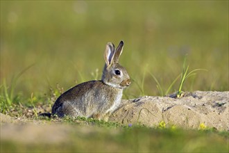 European rabbit (Oryctolagus cuniculus), common rabbit juvenile sitting in front of burrow, warren