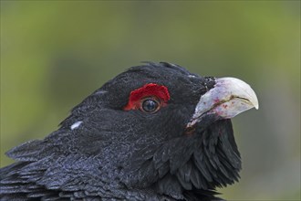 Western capercaillie (Tetrao urogallus) close up portrait of male, cock showing red skin, wattle