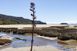 Flax (Phormium), Tinline Bay, Beach, Kaiteriteri, New Zealand, Oceania