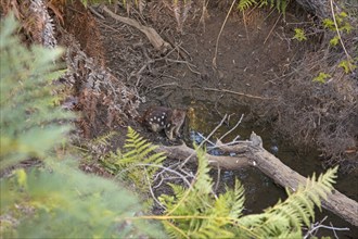 Tiger quoll drinking at a waterhole in Narawntapu National Park, Tasmania