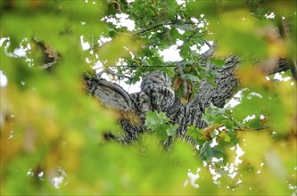 Two tawny owls on an oak tree, autumn, Germany, Europe