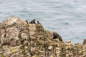 Pinnipeds (Pinnipedia), Nugget Point, Otago, New Zealand, Oceania