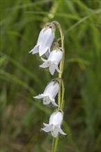 Bearded bellflower (Campanula barbata) with white flowers, Valais, Switzerland, Europe