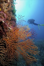 Yellow gorgonian (Eunicella cavolinii) against the light, diver in the background, in the