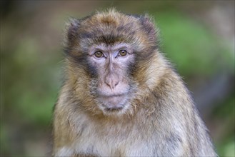 Barbary macaque (Macaca sylvanus), Occurrence in Morocco, captive, Rhineland-Palatinate, Germany,