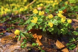 L. Winter aconites (Eranthis hyemalis) in the Polenz Valley