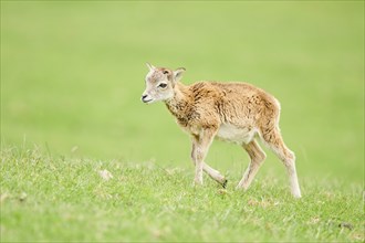 European mouflon (Ovis aries musimon) running standing on a meadow, tirol, Kitzbühel, Wildpark