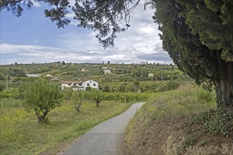 Parenzana cycling trail in the Slovenian countryside along the Adriatic coast, Slovenia runs from