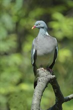 Common wood pigeon (Columba palumbus), sitting on a branch, Wilnsdorf, North Rhine-Westphalia,