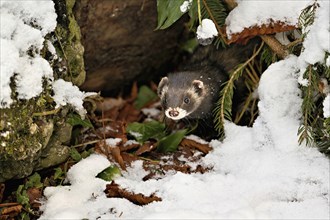 European polecat (Mustela putorius) or woodland polecat, looking out of the bushes, captive,