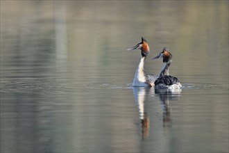 Great crested grebe (Podiceps cristatus), mating pair, Switzerland, Europe