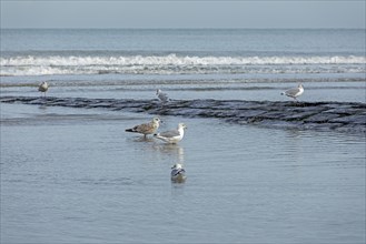 Seagulls, pier, waves, sea, Westende, Middelkerke, Belgium, Europe