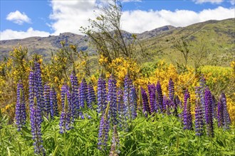 Lupins (Lupinus), New Zealand, Oceania