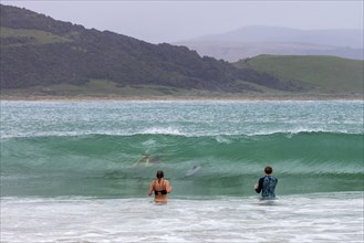 Delfine, Badende, Curio Bay, Südland, Neuseeland