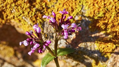 Macro, flower, violet, ochre-coloured stone, Levanzo, Egadi Islands, Sicily, Italy, Europe