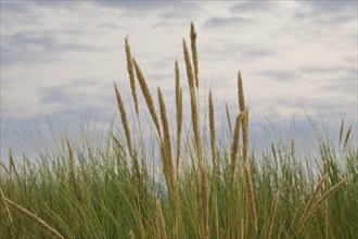 Beach grass on the dunes of the North Sea, Norddeich, Norden, East Frisia, Lower Saxony, Germany,