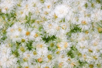 Daisy (Bellis perennis), multiple exposure, Baden-Württemberg, Germany, Europe