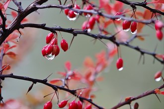 Autumn, After a rain, Barberry with water drops, Germany, Europe