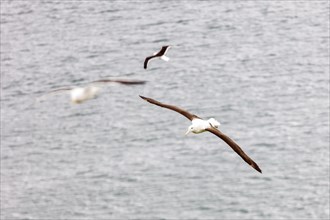 Albatros (Diomedea sanfordi), Taiaroa Head, Otago Peninsula, Neuseeland