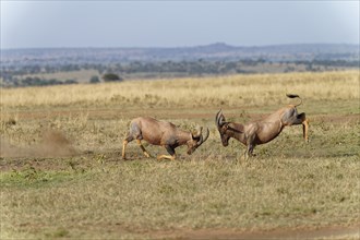 Fight between two Topi lei antelope bulls, Maasai Mara Game Reserve, Kenya, Africa