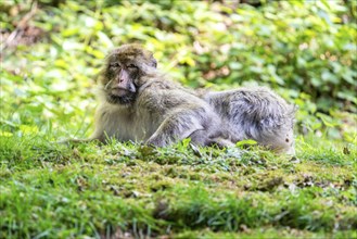 Barbary macaque (Macaca sylvanus), Occurrence in Morocco, captive, Rhineland-Palatinate, Germany,