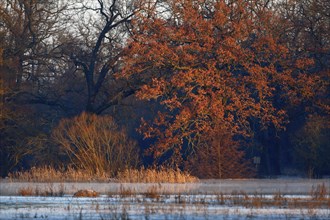 Winter floods 2024 on the Elbe and Mulde rivers with flooding of the meadows, ice on the meadows