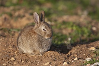 Rabbit (Oryctolagus cuniculus) juvenile baby animal sleeping next to its burrow, Suffolk, England,