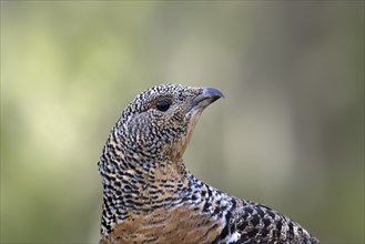 Close up portrait of Western capercaillie (Tetrao urogallus), wood grouse hen, female in spring