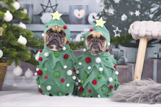 Funny French Bulldog dogs wearing Christmas tree costumes between Christmas trees