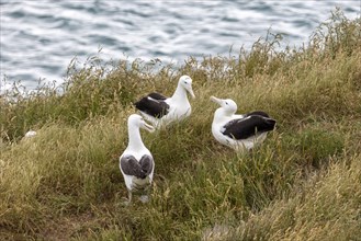 Albatros (Diomedea sanfordi), Taiaroa Head, Otago Peninsula, Neuseeland