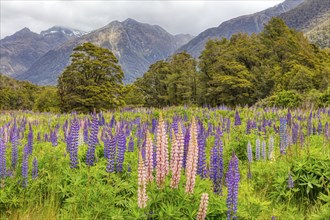 Lupins (Lupinus), Fiordland National Park, New Zealand, Oceania