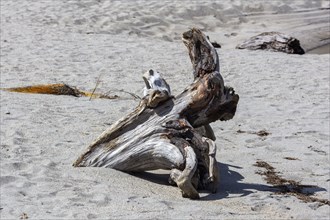 Ship Creek, Strand, Neuseeland