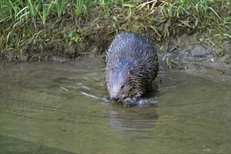 Eurasian beaver, european beaver (Castor fiber) on the river bank entering the water, Freiamt,